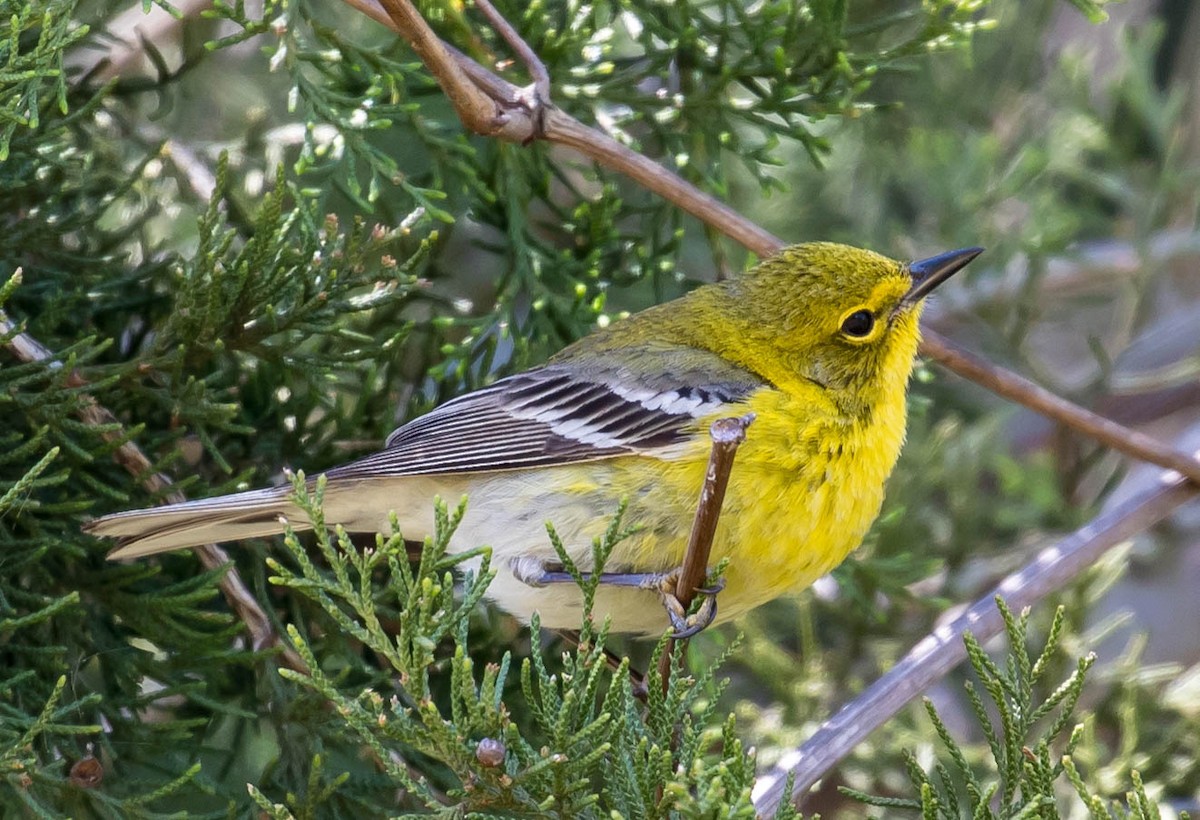 Pine Warbler - ML95730351