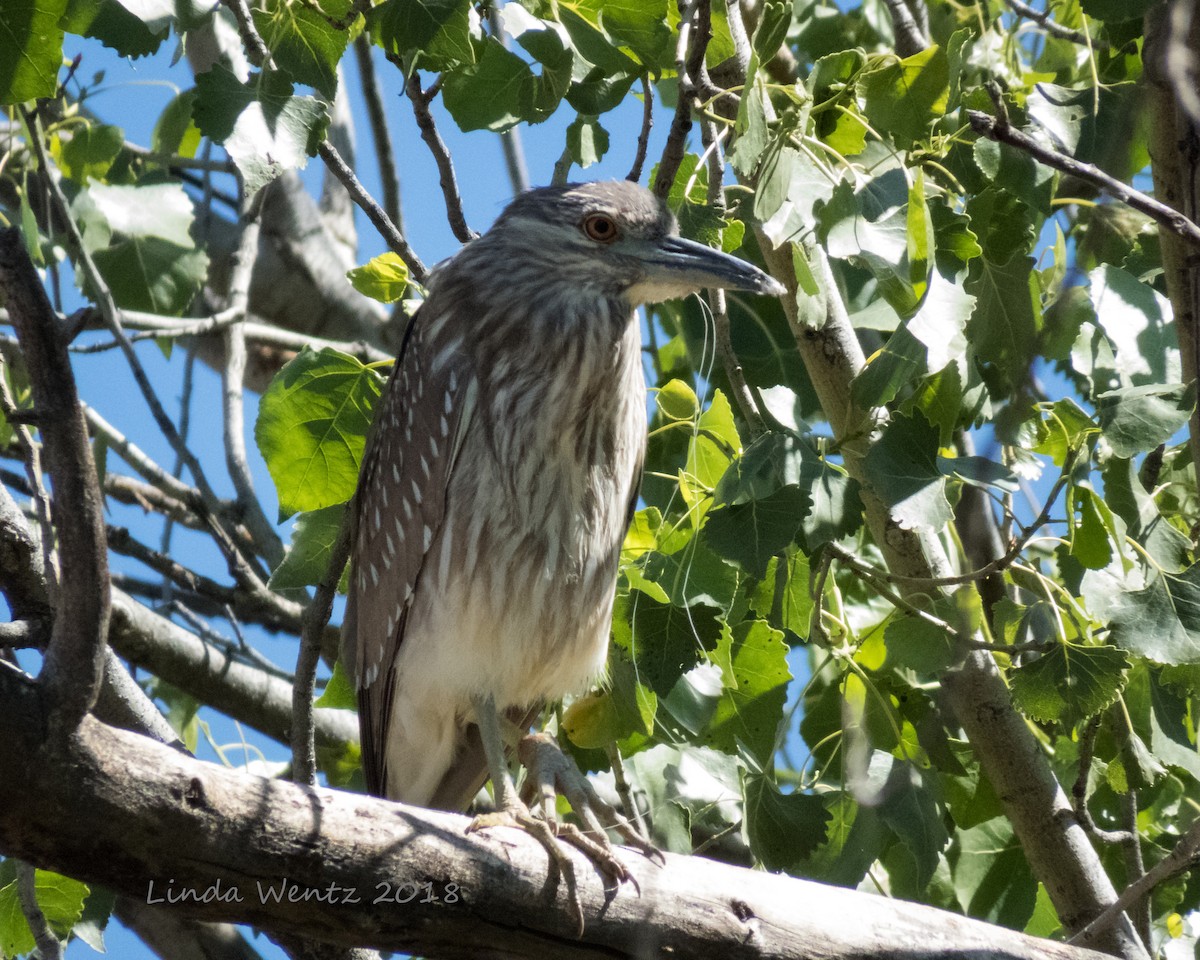 Black-crowned Night Heron - ML95734711