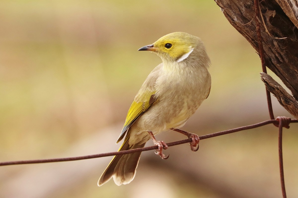 White-plumed Honeyeater - ML95738391