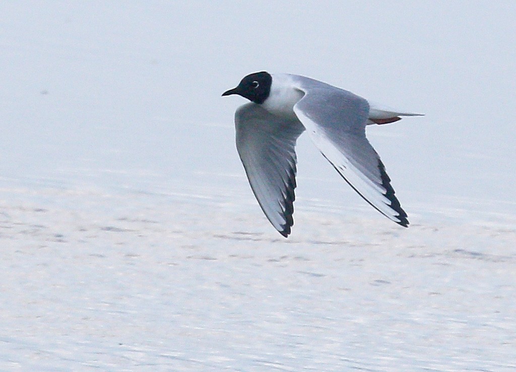 Bonaparte's Gull - John Lewis