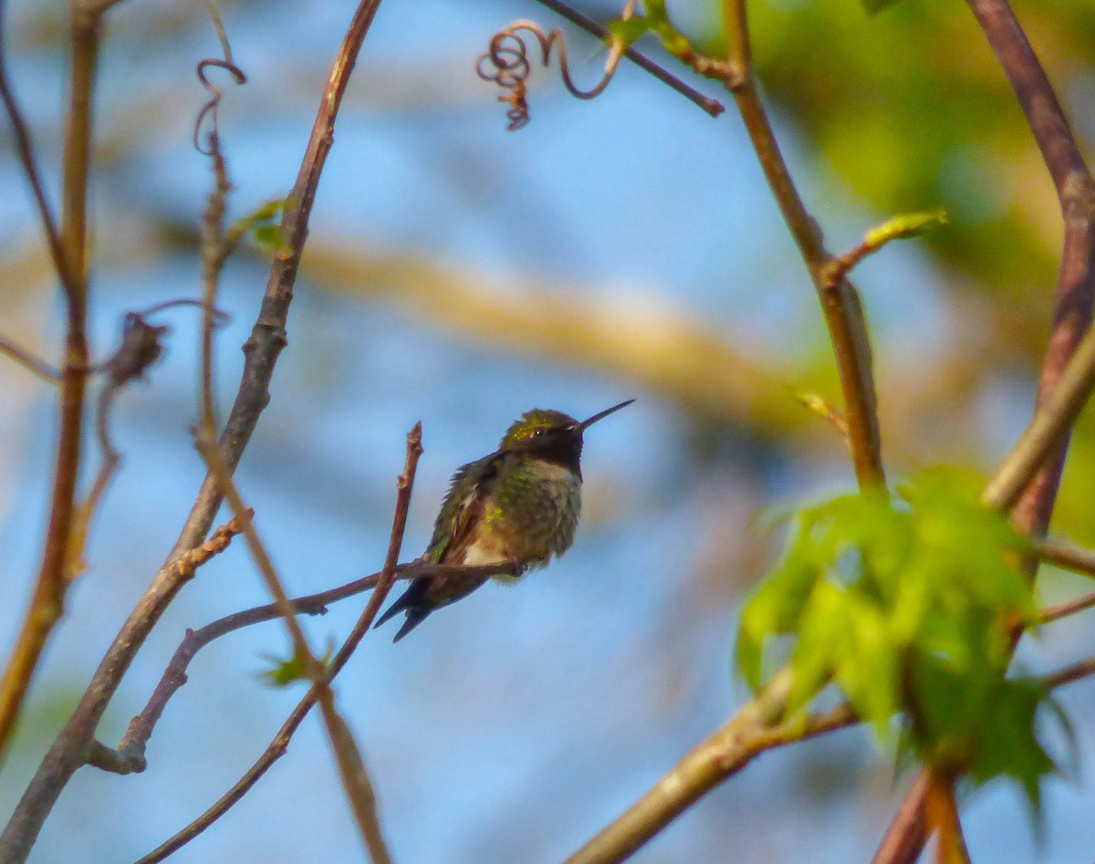 Ruby-throated Hummingbird - ML95740981