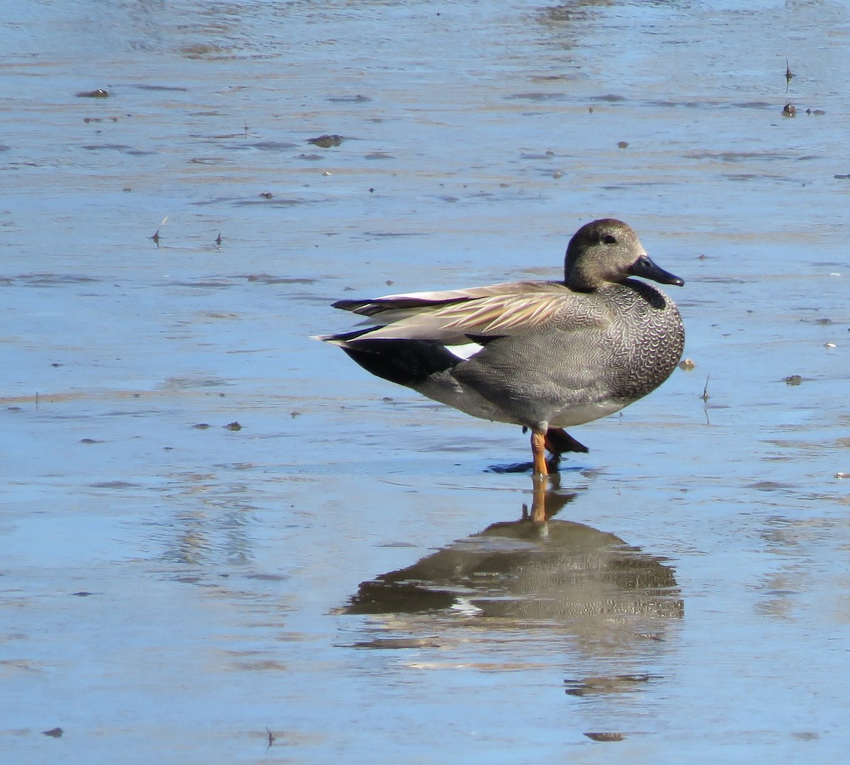 Gadwall - Richard Cordner