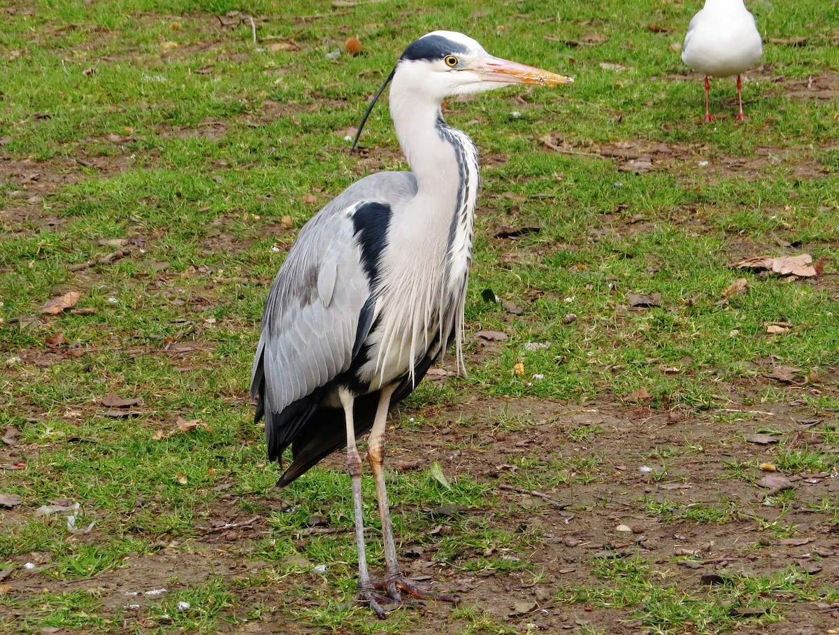 Gray Heron - ML95750101