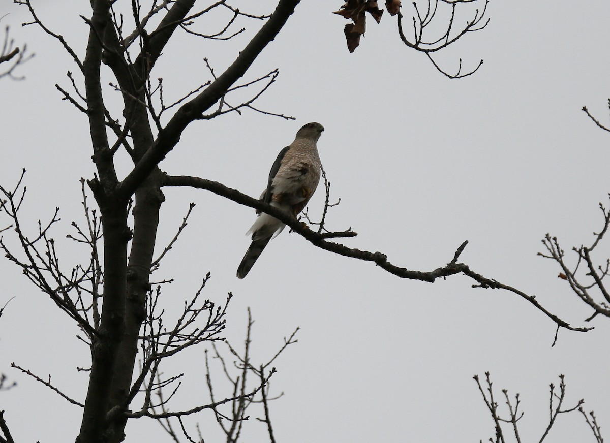 Cooper's Hawk - Ron Sempier