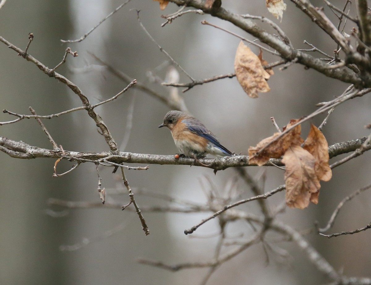 Eastern Bluebird - ML95751411