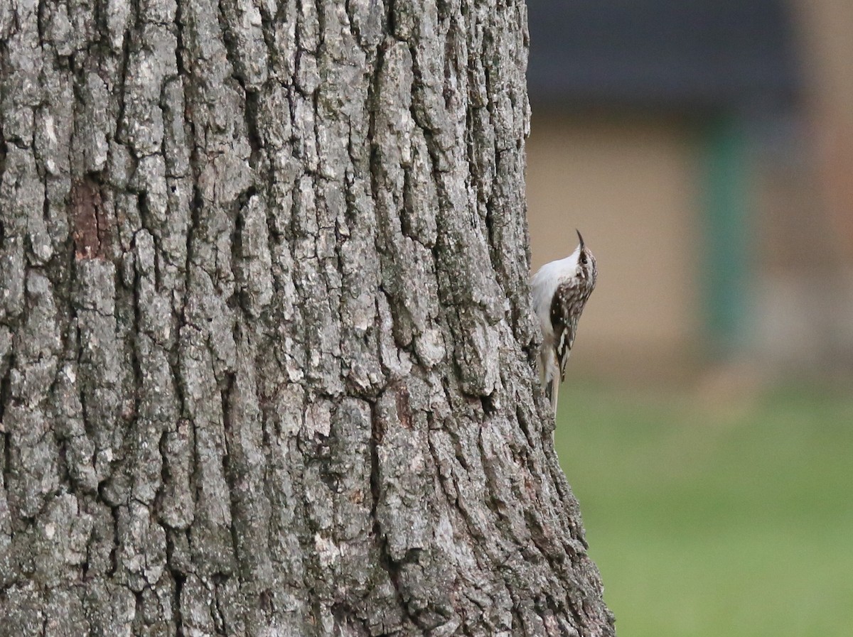 Brown Creeper - ML95751501