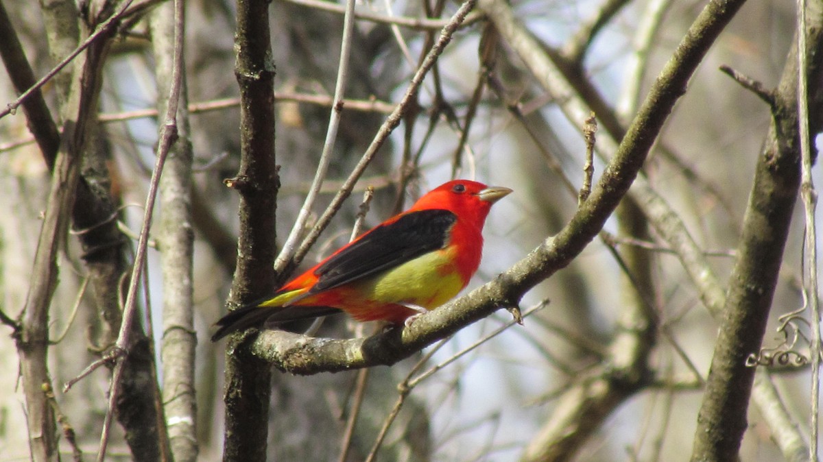 Scarlet Tanager - ML95752131