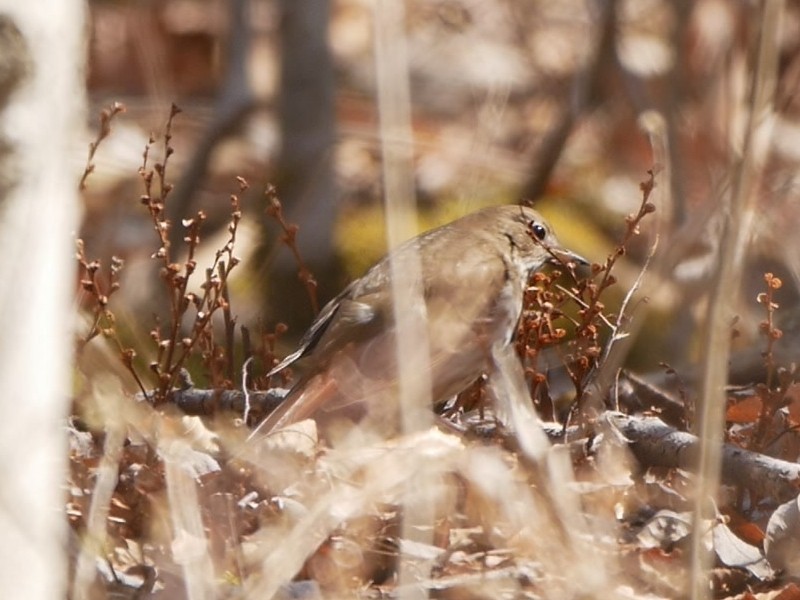 Hermit Thrush - ML95754801