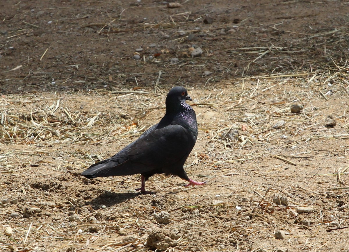 Pigeon biset (forme domestique) - ML95755081