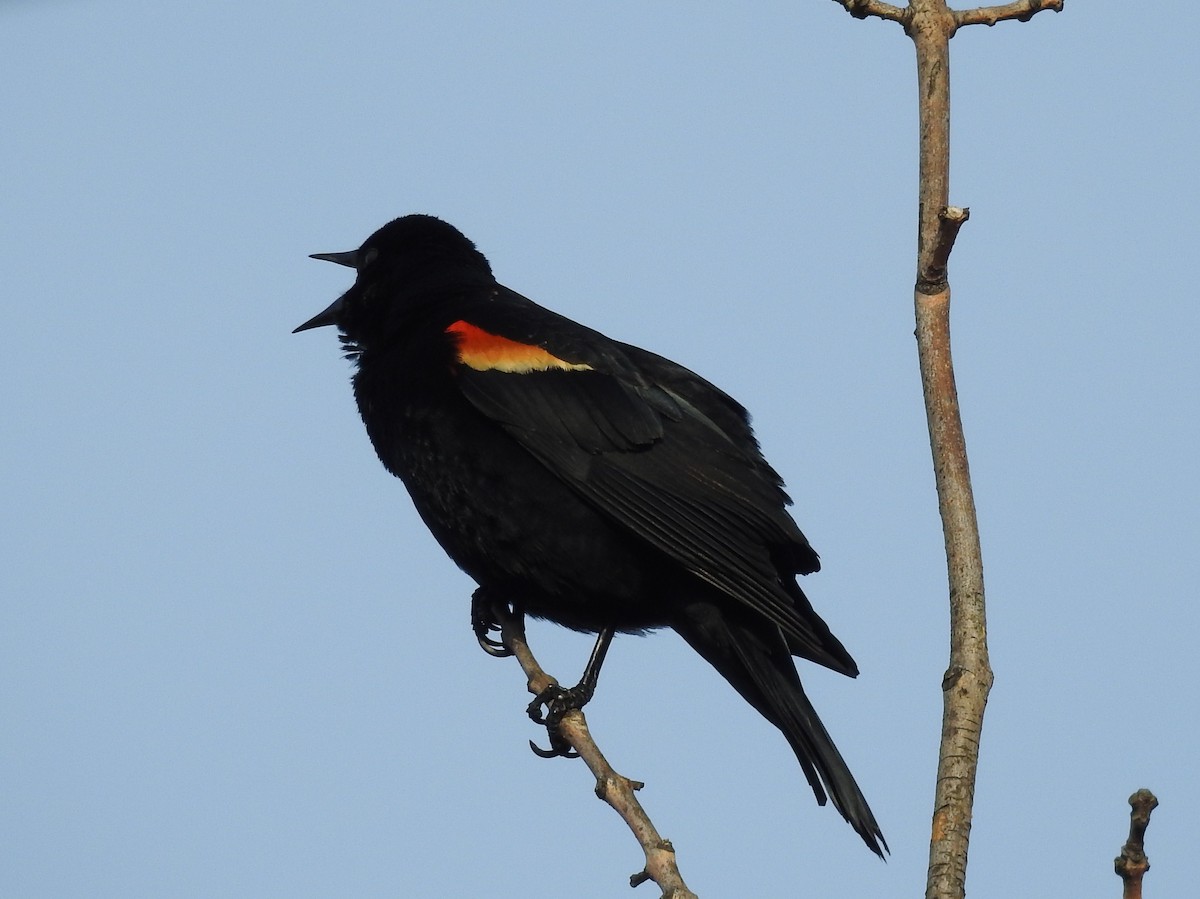 Red-winged Blackbird - ML95759641