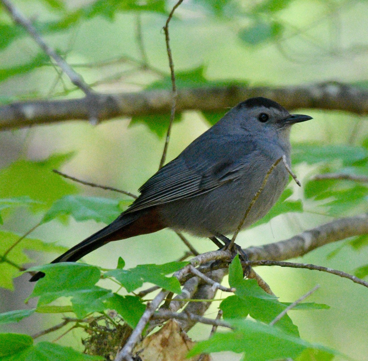 Gray Catbird - ML95759911