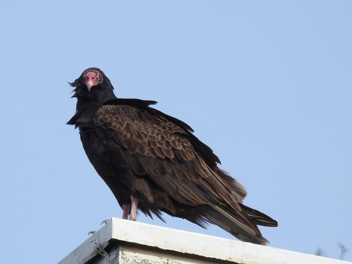 Turkey Vulture - ML95760051