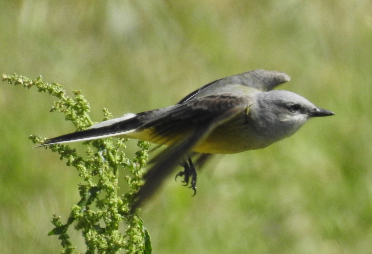 Western Kingbird - ML95760261