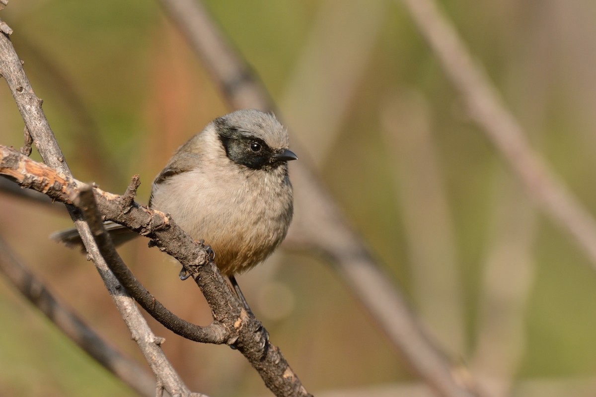 Bushtit (melanotis Group) - ML95760331