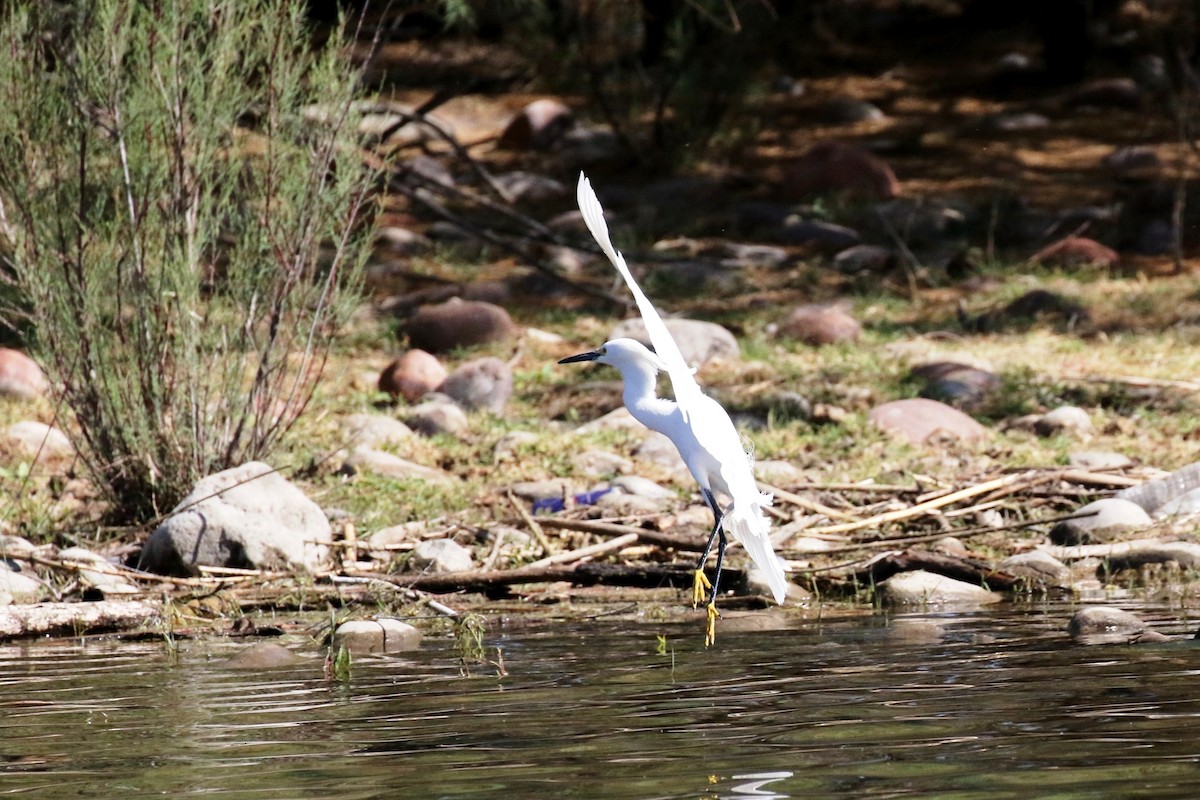 Snowy Egret - Lindsay Story