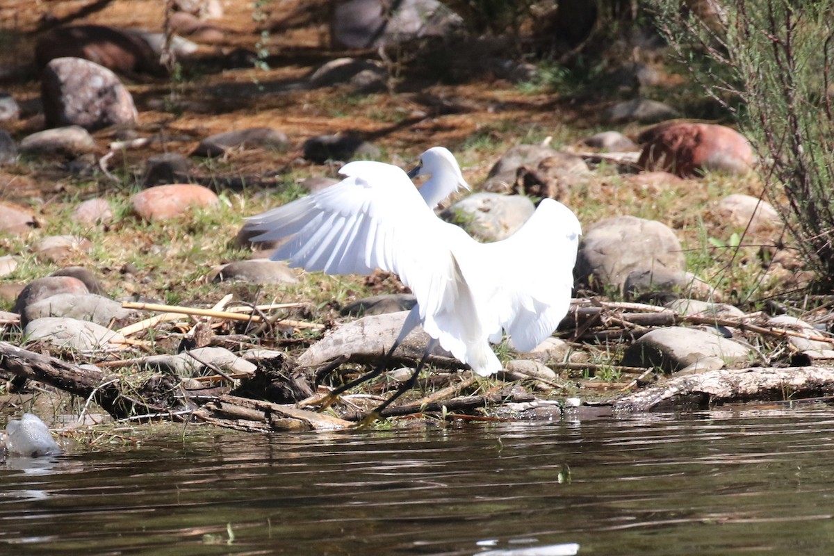 Snowy Egret - Lindsay Story