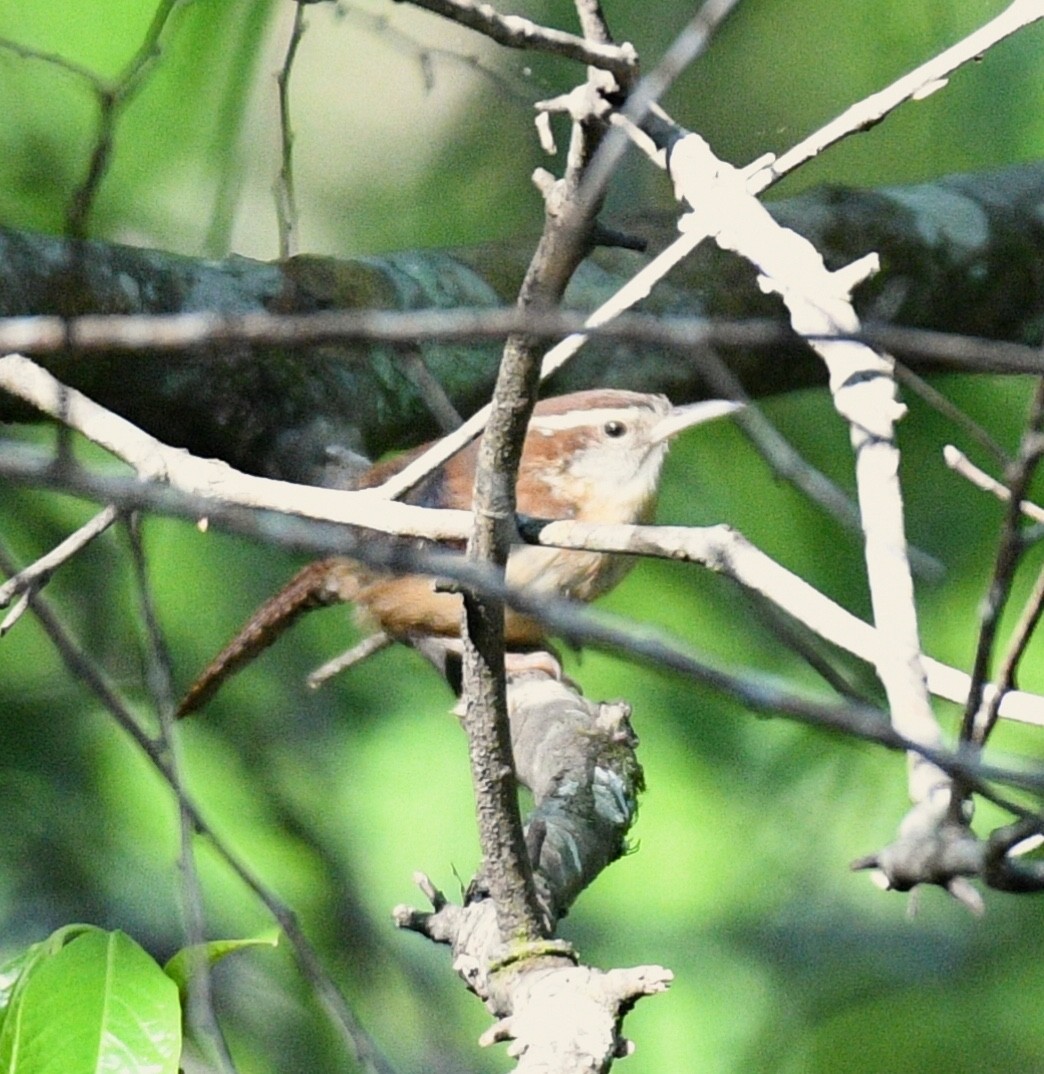 Carolina Wren - ML95762831