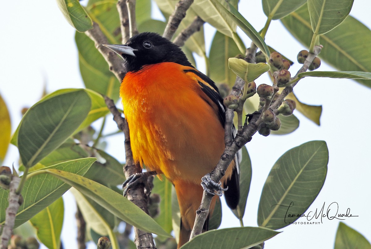 Baltimore Oriole - ML95763701