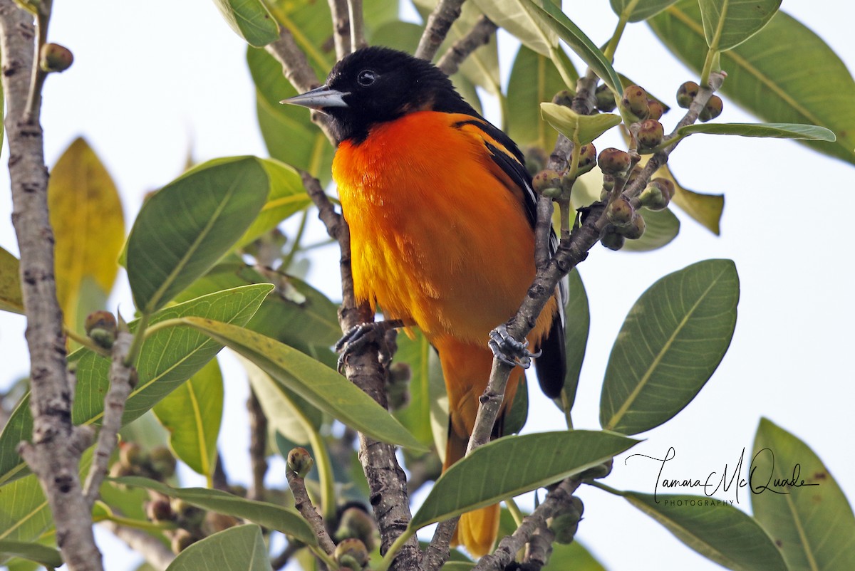 Baltimore Oriole - ML95763741