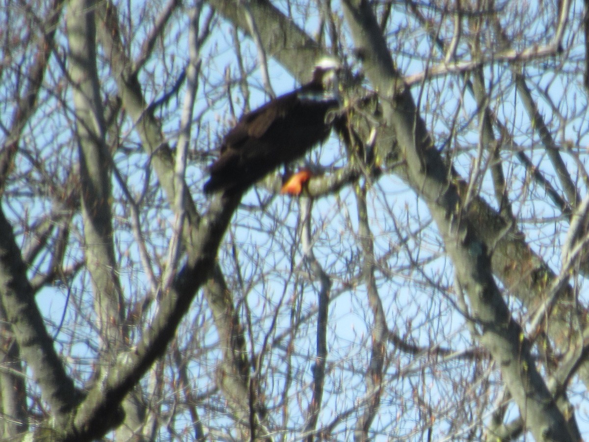 Osprey - ML95764501