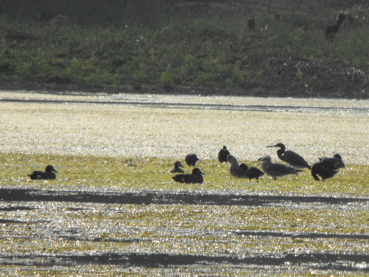 Blue-winged Teal - ML95765351