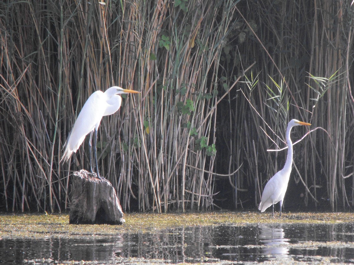 Great Egret - ML95765811