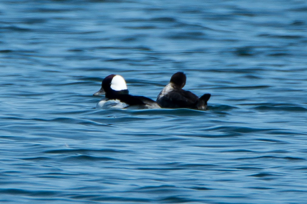 Bufflehead - ML95765861