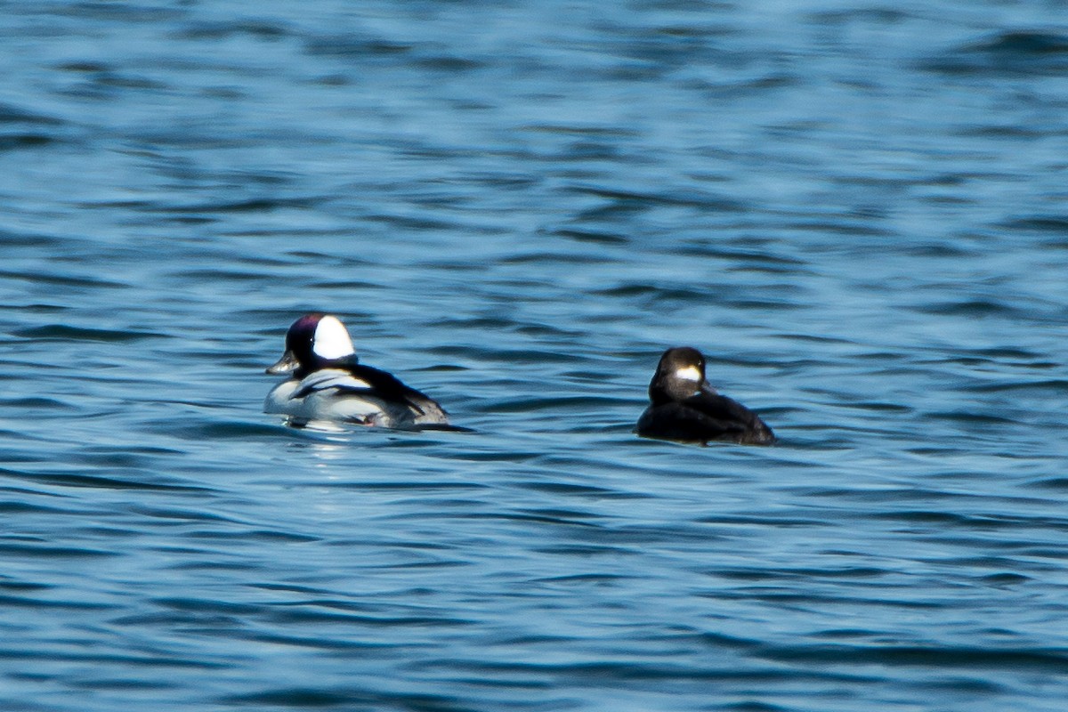 Bufflehead - Beth and Dan Fedorko