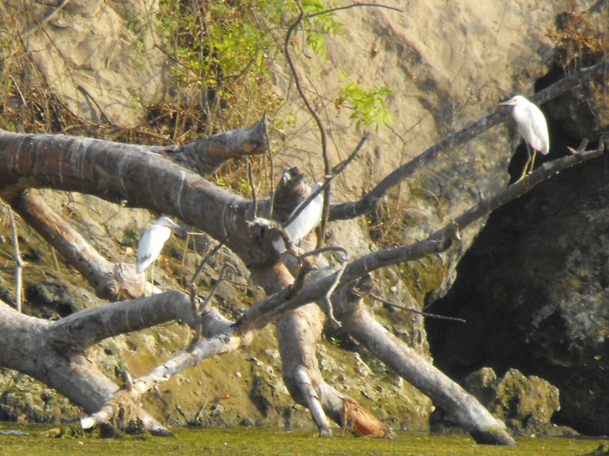 Little Blue Heron - ML95766451