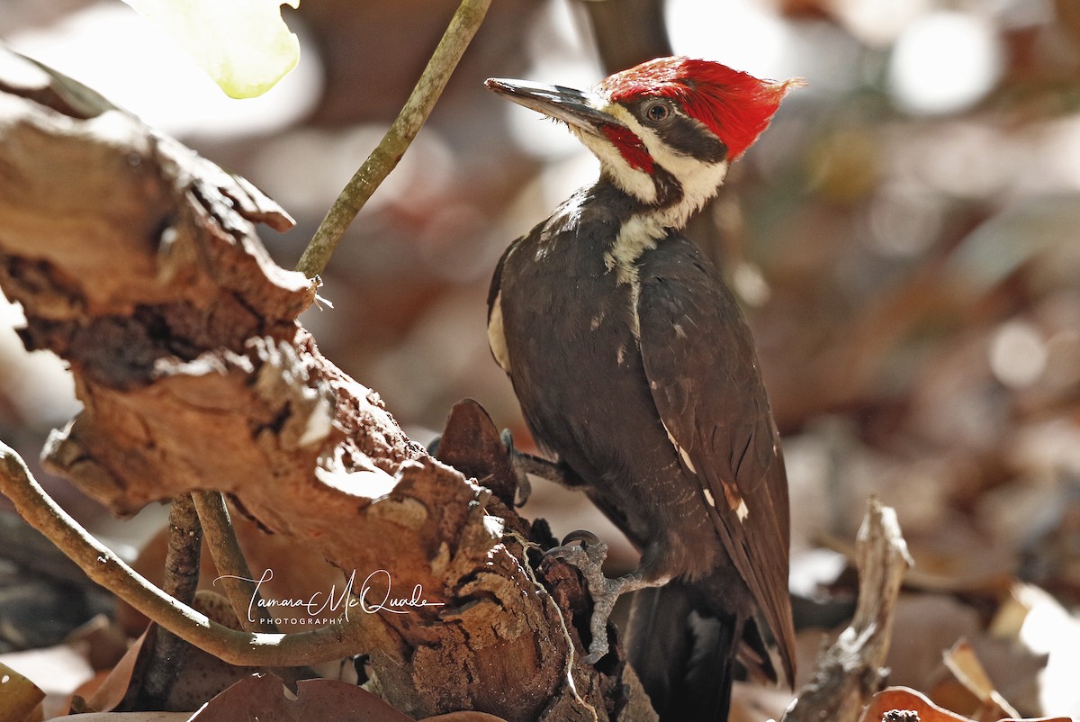 Pileated Woodpecker - Tammy McQuade