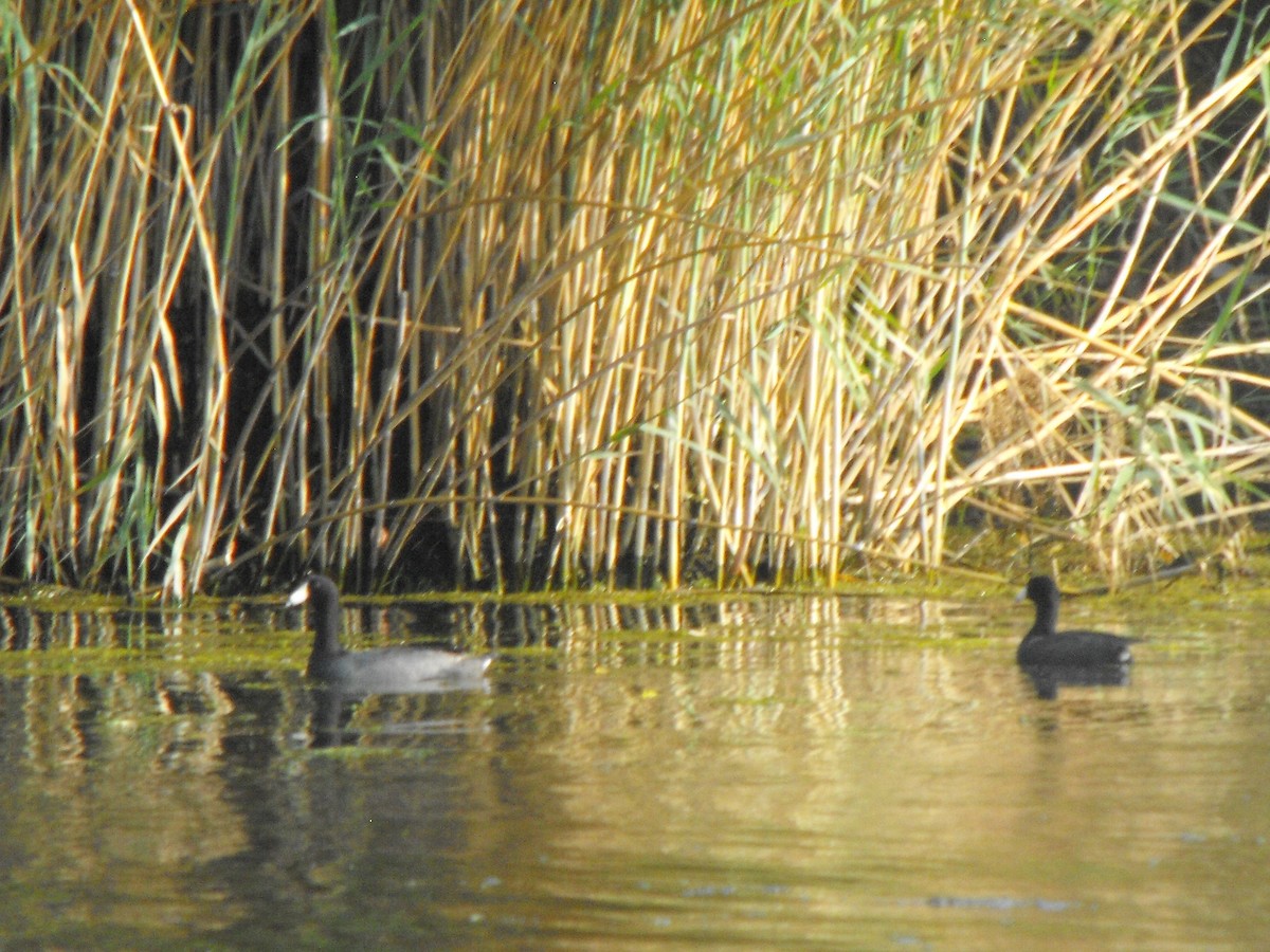 American Coot - ML95766661