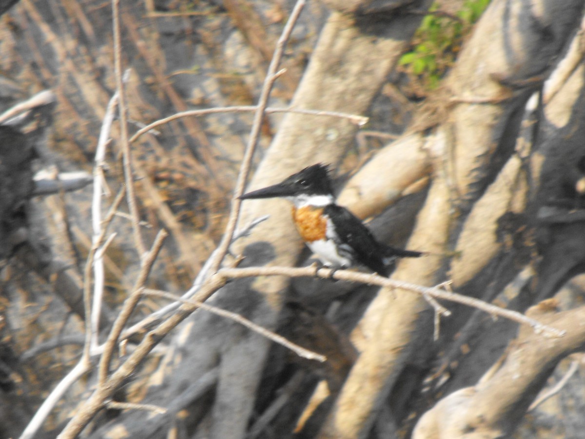 Martin-pêcheur d'Amazonie - ML95766911