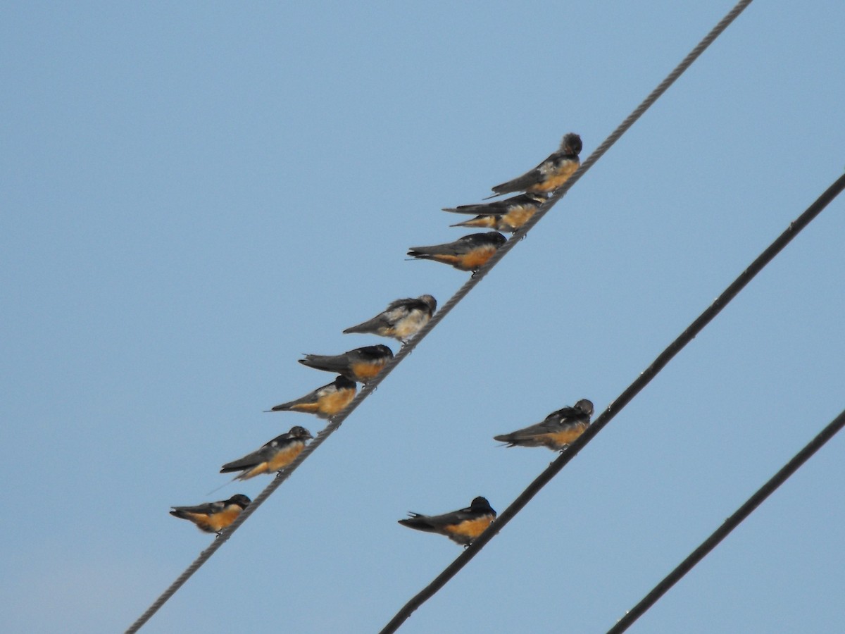 Barn Swallow - ML95767181