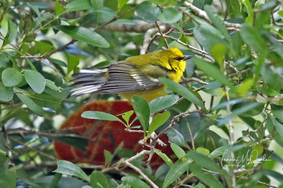 Blue-winged Warbler - Tammy McQuade