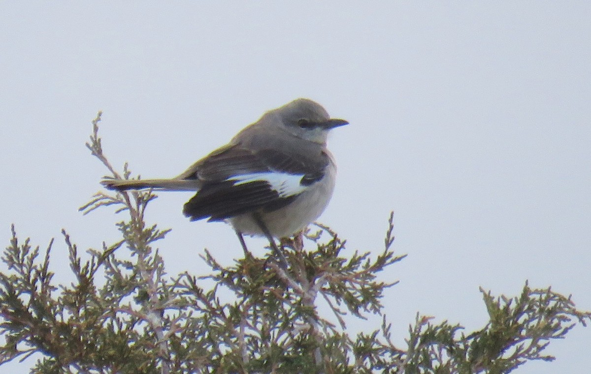 sangspottefugl - ML95768441