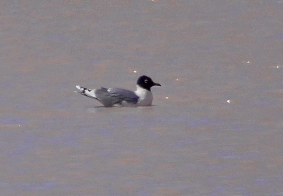 Franklin's Gull - ML95770561