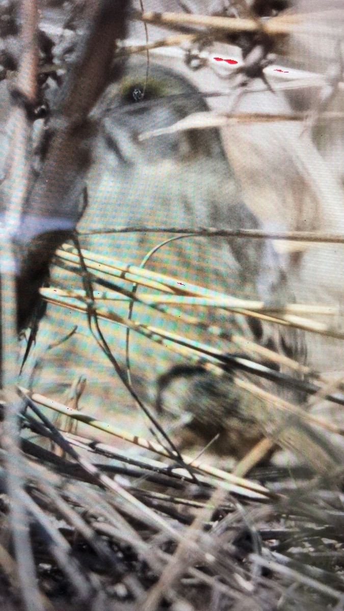 Seaside Sparrow - ML95771351