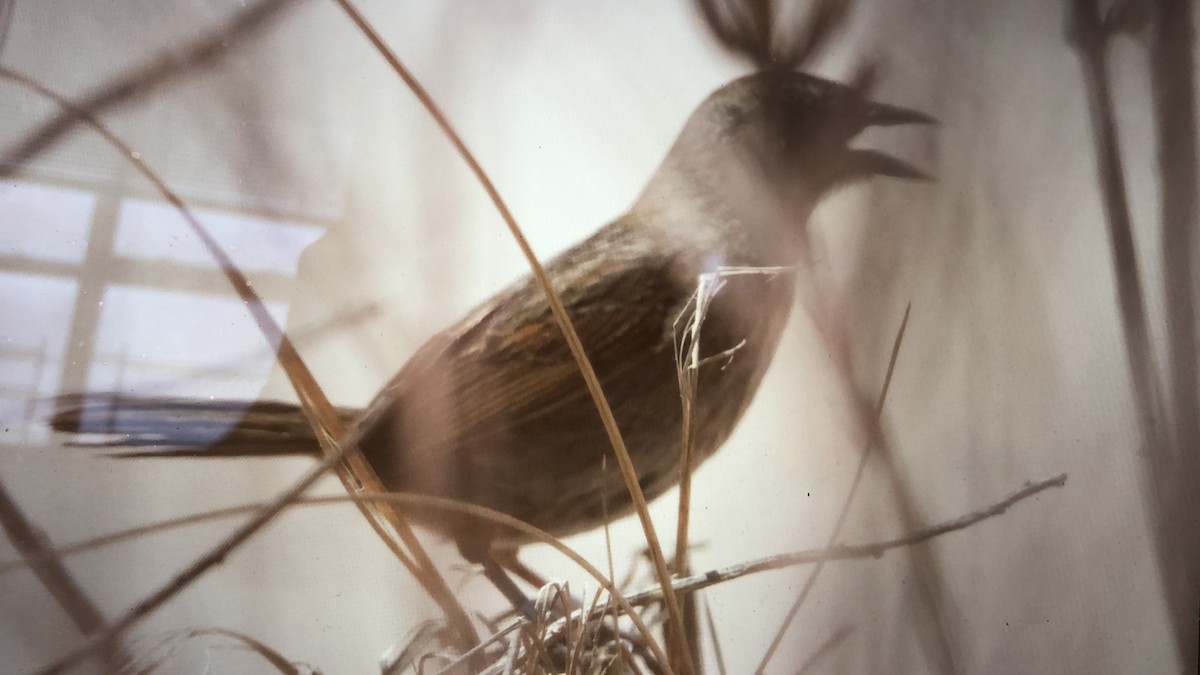 Seaside Sparrow - ML95771371