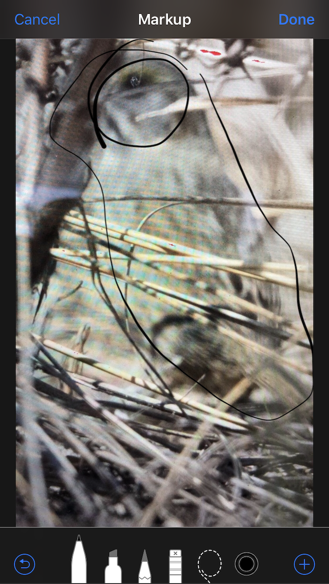 Приморская овсянка-барсучок - ML95771471