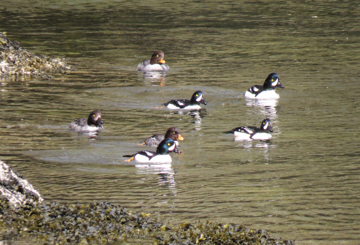 Barrow's Goldeneye - ML95772341