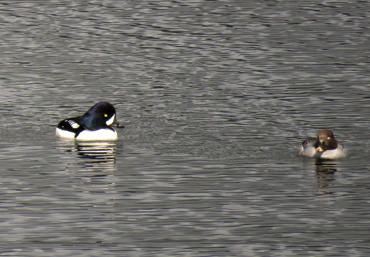 Barrow's Goldeneye - Teresa Weismiller