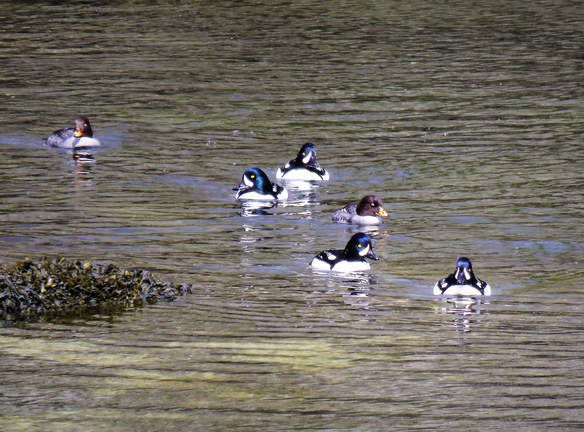 Barrow's Goldeneye - Teresa Weismiller