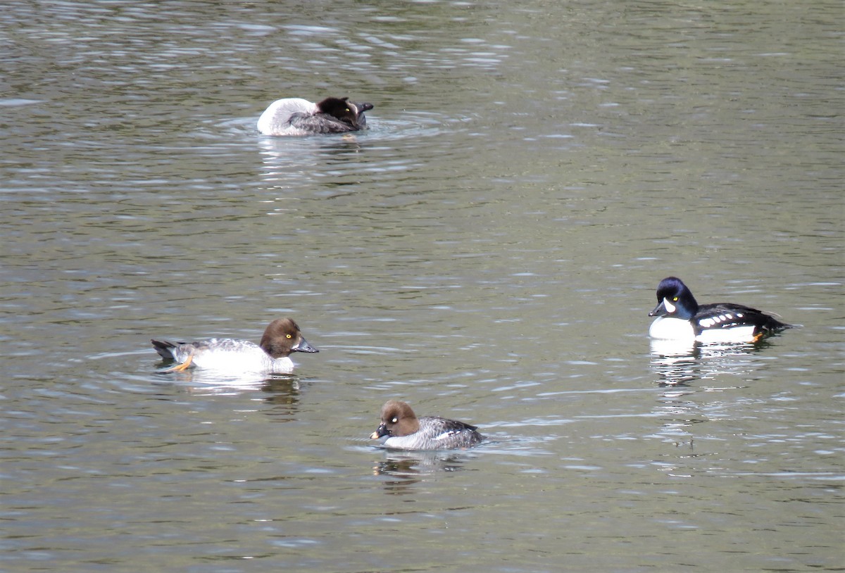 Barrow's Goldeneye - Teresa Weismiller