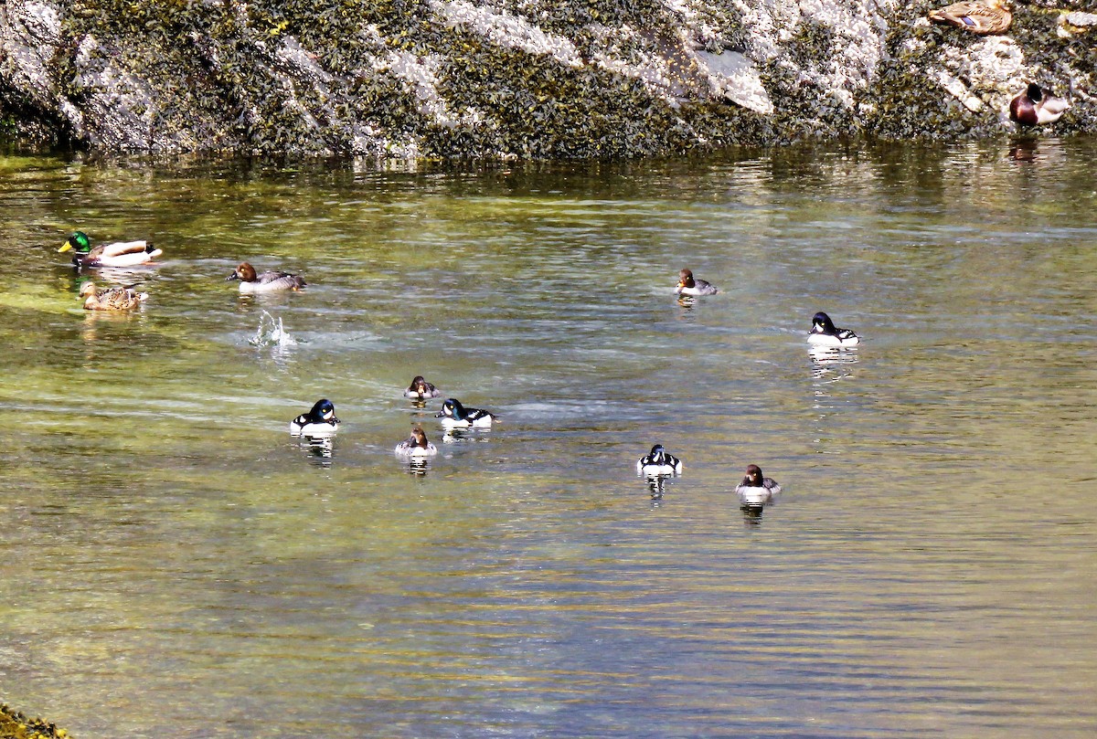 Mallard - Teresa Weismiller