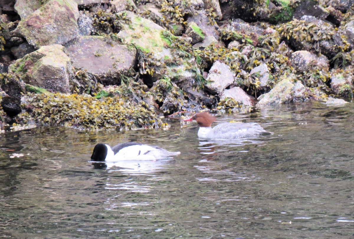 Common Merganser - Teresa Weismiller