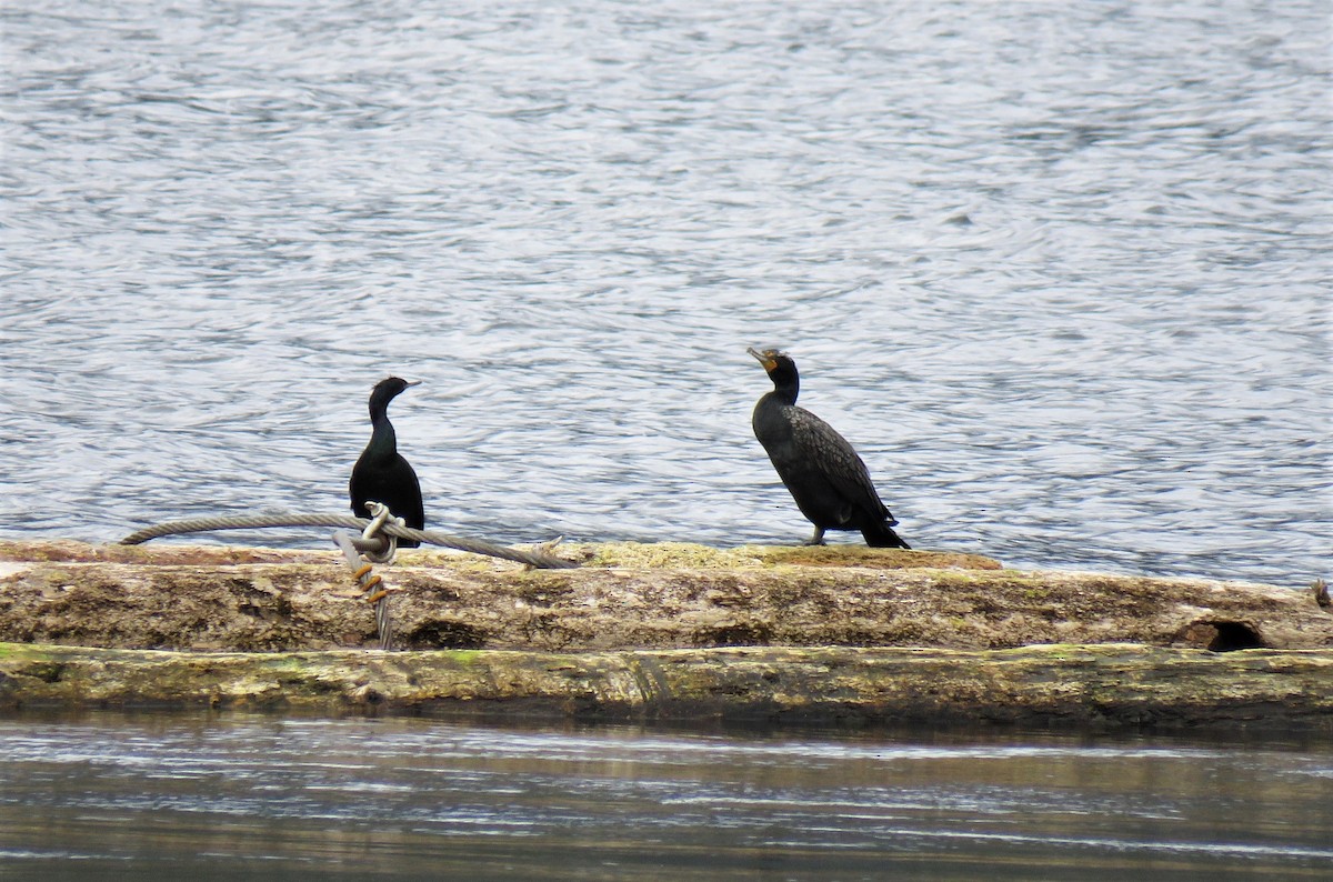 Pelagic Cormorant - Teresa Weismiller