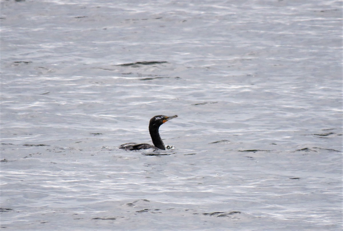 Double-crested Cormorant - ML95773561