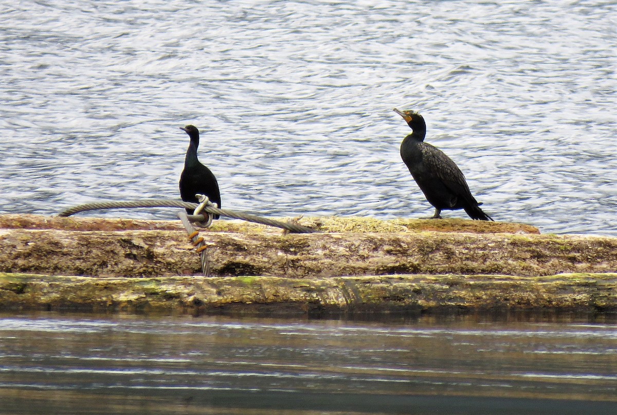 Double-crested Cormorant - Teresa Weismiller