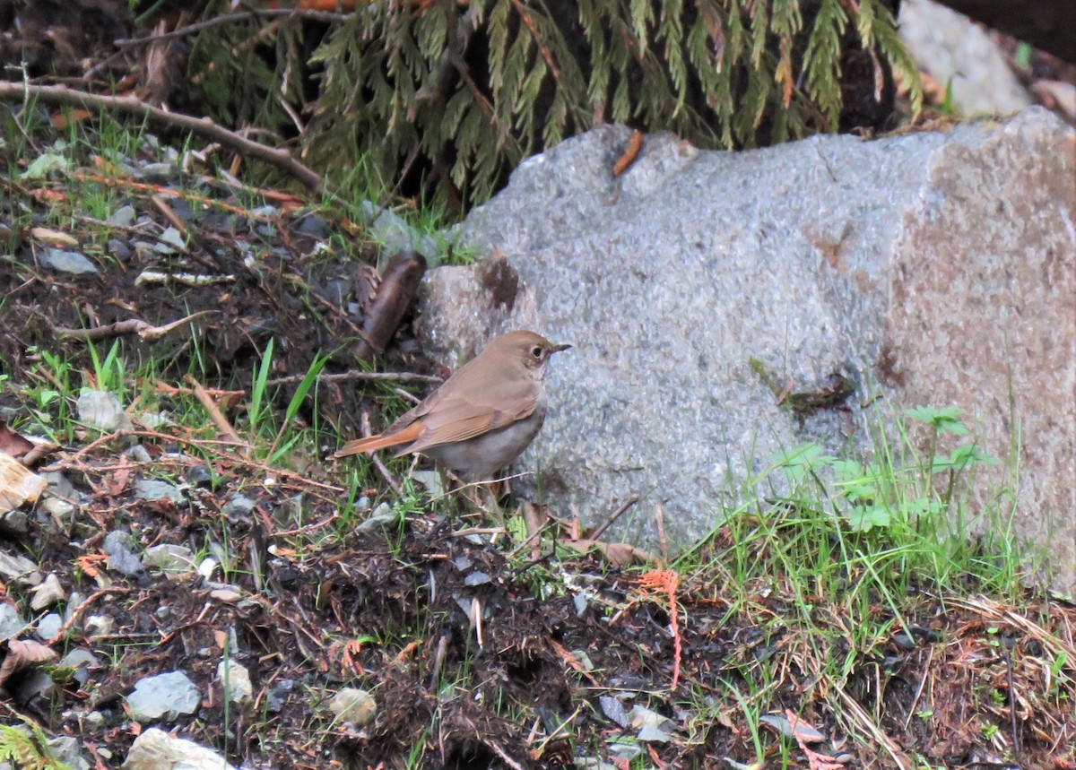 Hermit Thrush - Teresa Weismiller