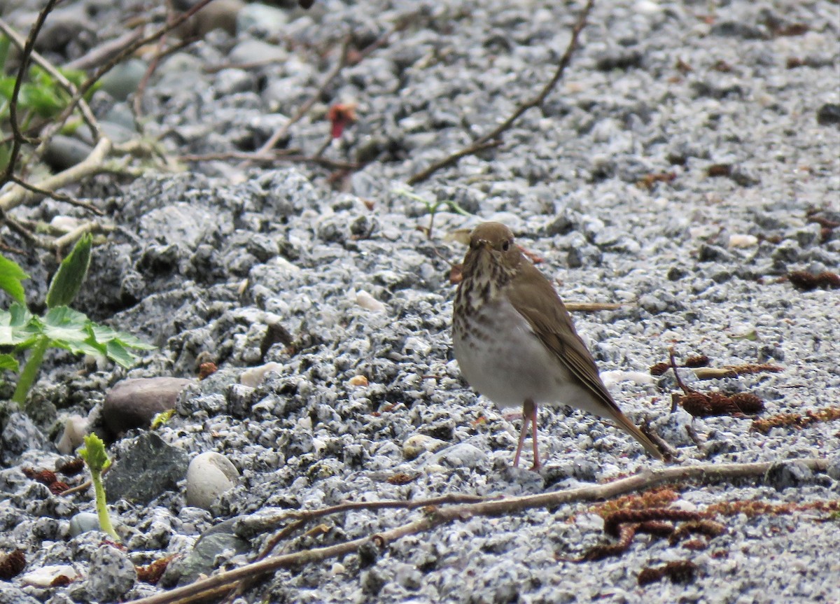 Hermit Thrush - ML95774651